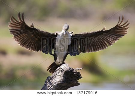 White breasted cormorant take off from dam to hunt for fish
