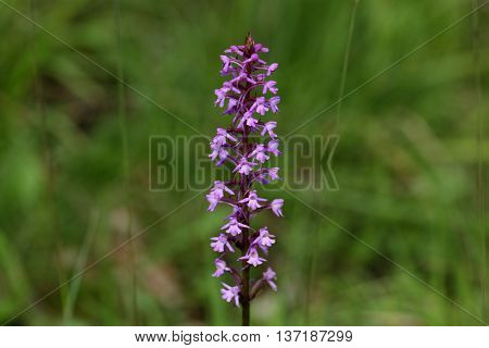 Flowers of a fragrant orchid (Gymnadenia conopsea) a wild growing orchid from Europe.