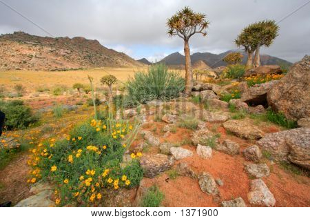 แนวดอกไม้ป่า