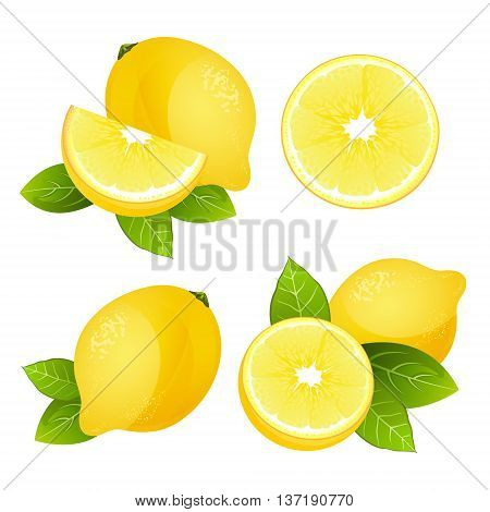 Fresh lemon fruit slice set. Collection of realistic citrus vector illustrations