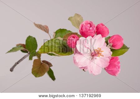 Flowers Of Brandywine Crabapple Tree On Branch. Apple Tree.