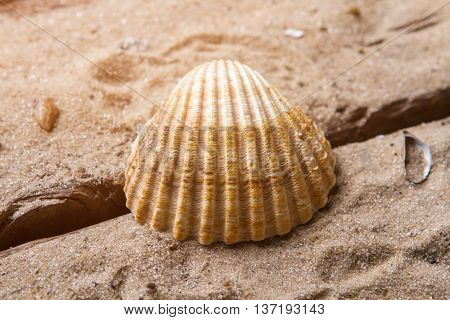 Scallop seashell on sand background. Beautiful seashell on sand. Spend vacation in exotic place. Far from civilization.