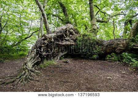 Exposed tangled roots of a large old fallen tree continuing to grow in Scottish woodland