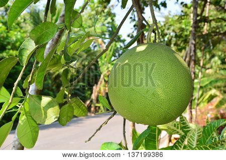 Grapefruit hanging on tree / Grapefruit tree / Pomelo hanging on tree / Pomelo tree / Grapefruit tree with fruits closeup / Pomelo tree with fruits closeup