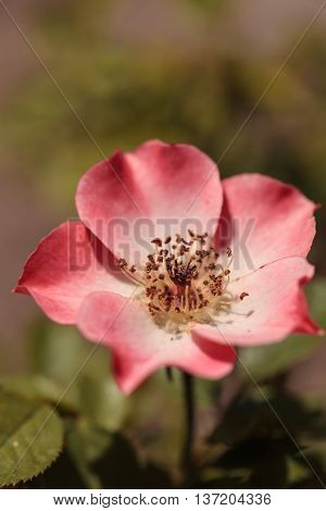 Happy Chappy pink apricot rose, rosa, flower blooms as ground cover in a botanical garden in summer