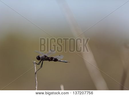 Black saddlebags dragonfly Tramea lacerate is a skimmer dragonfly found near stagnant water and will eat mosquitos.