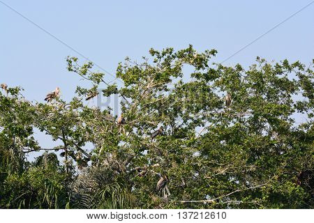 Painted stork on a tree, Painted storks perched on tree top