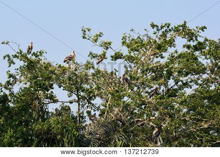 Painted stork on a tree, Painted storks perched on tree top