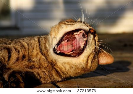tabby cat big yawn snarl meow feline
