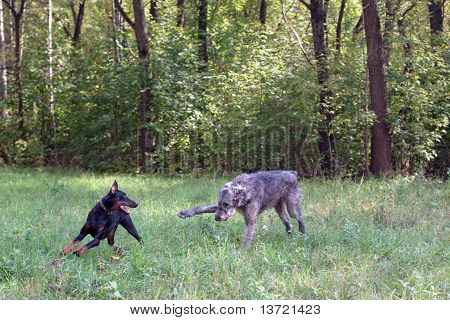 Riproduzione cani