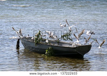birds sitting on a boat on the lake Naroch in Belarus