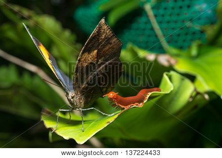 leaf butterfly (Kallima inachus) , macro photograph, wildlife animal