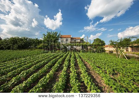 Vilage House With Garden