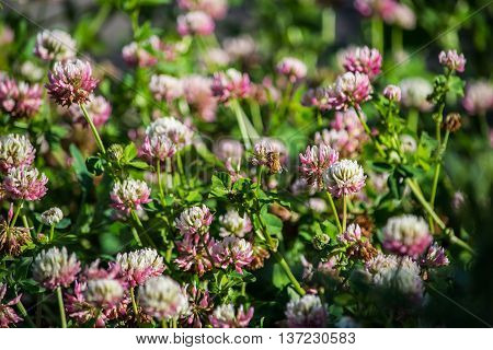 A digger bee feeding on an alsike clover flower