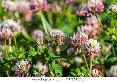 A digger bee feeding on an alsike clover flower