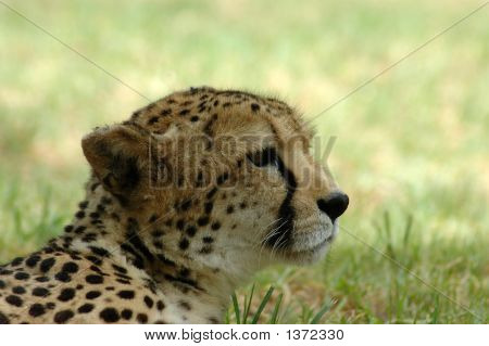 Gepard v Africe