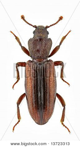 Bothrideres Bipunctatus