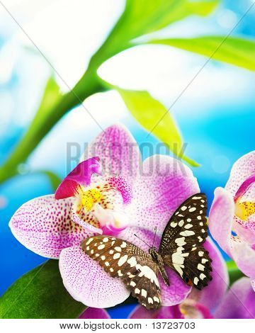 Prachtige vlinder zittend op een orchideebloem