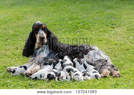 Purebred English Cocker Spaniel With Puppy