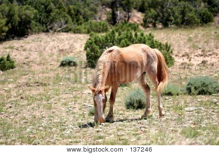 Wyoming vadló