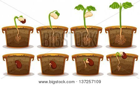 Seed germination in claypot illustration