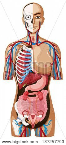Human anatomy technical illustration