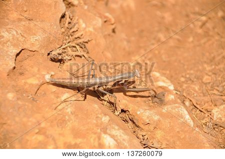 A large mantid crawling on sandy ground