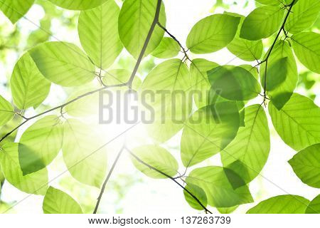 Leaves and sun in a forest. Spring time in a mixed forest. Beech leaves with selective focus and copy space. Nature frame or nature background.