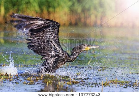 Cormorant takes off from water surface, river, black bird, Action, unique moment, flying, splashing with sunny hotspot