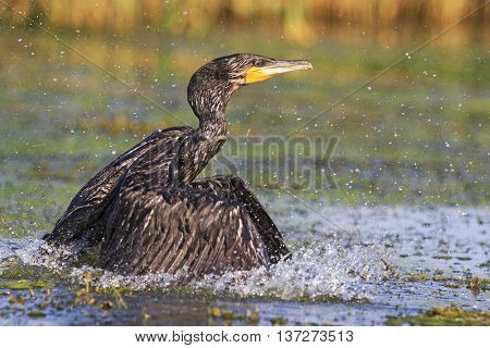 Cormorant wave picks, Cormorant with spread wings, river, black bird, Action, unique moment, flying splashing