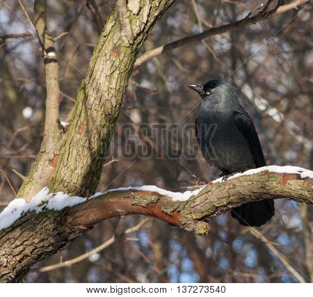 Jackdaw On A Branch