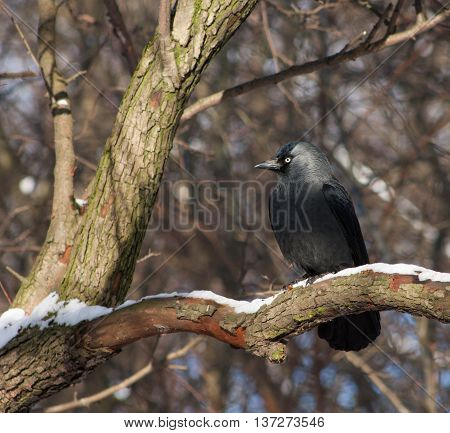 Jackdaw On A Branch