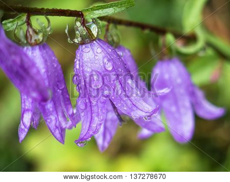 Some purple Campanula bellflowers with water droplets on the petals