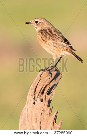 Beautiful wild bird perched on a branch in nature