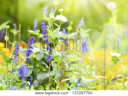 Flower meadow with selective focus on the foreground. Purple and yellow wildflowers on a meadow with sun and copy space.space. Nature background in springtime.