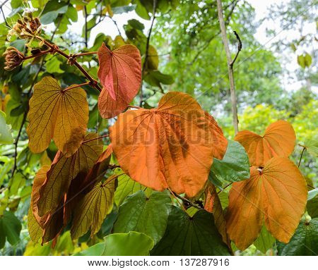 Gold Leaf Bauhinia Aureifolia tree in Thailand