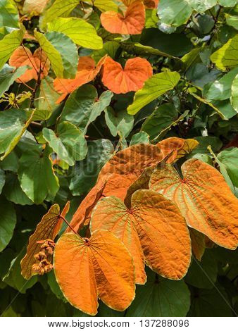 Gold Leaf Bauhinia Aureifolia tree in Thailand