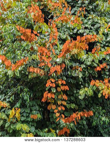 Gold Leaf Bauhinia Aureifolia tree in Thailand