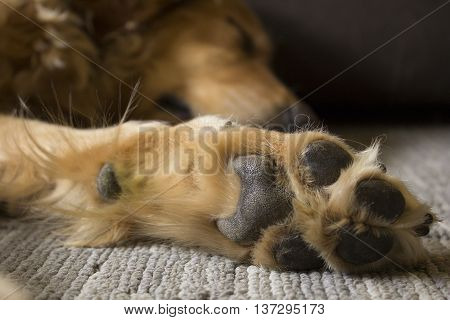 Sleeping Golden Retriever paw up close and sleeping