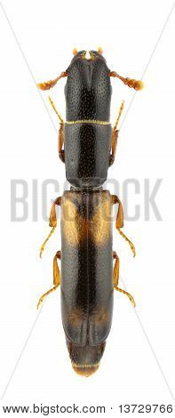 Nemozoma Elongatum
