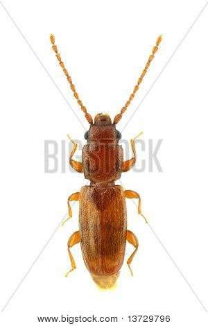 Placonotus Testaceus