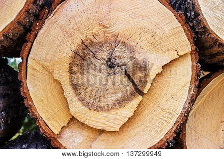Close-up of a cross section of a tree stump showing aging circles