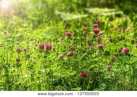Red clover flowers on the field. Summer meadow