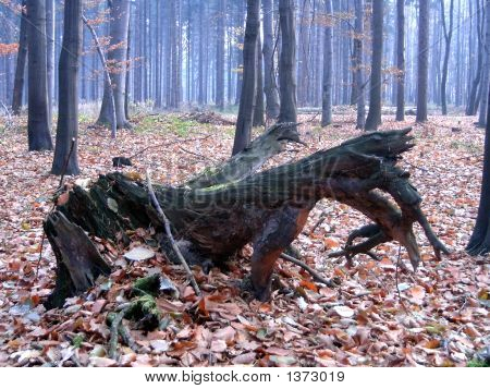 Baumstumpf