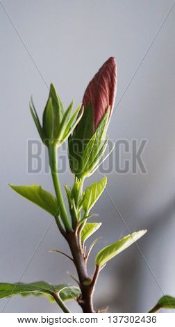 Bouton hibiscus with red petals on a branch with green leaves