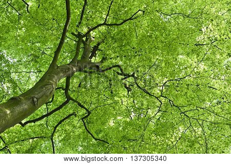 Beech tree and sun. View up to the tree top of a beech tree. Low angle view of a tree in a mixed forest in springtime.