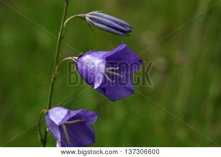 Flower of a peach-leaved bellflower (Campanula persicifolia)