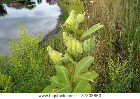 The seed pods of a common milkweed plant (Asclepias syriaca) near a small lake in Shorewood, Illinois, during August.