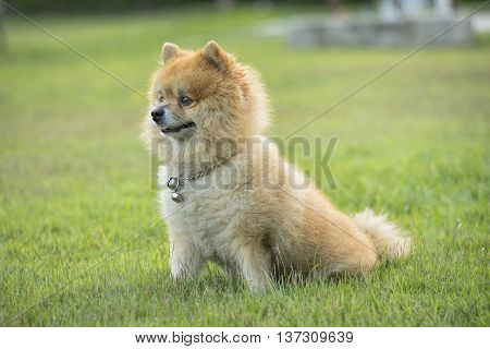 Cute brown Pomeranian is sitting and awareness