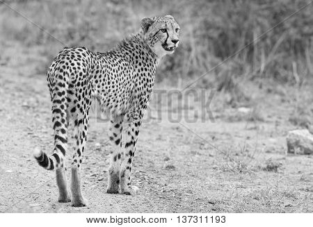 Lone cheetah walking across a road at dusk to look for prey